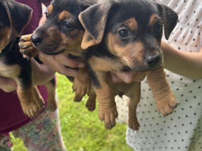 Jack Russell pups in Monaghan
