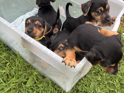 Jack Russell pups in Monaghan
