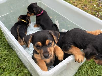 Jack Russell pups in Monaghan