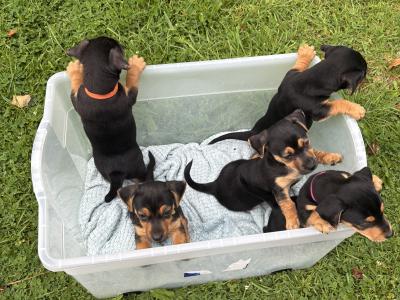 Jack Russell pups in Monaghan