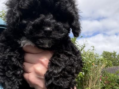 Unique Cavapoochon F1b puppies in Limerick  €1300