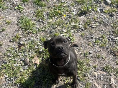 Staffordshire bull terrier
