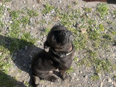 Staffordshire bull terrier