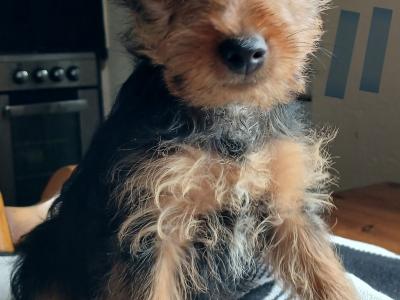 Yorkshire Terrier puppies in Carlow