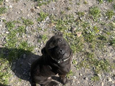 Staffordshire bull terrier