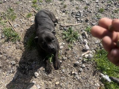 Staffordshire bull terrier