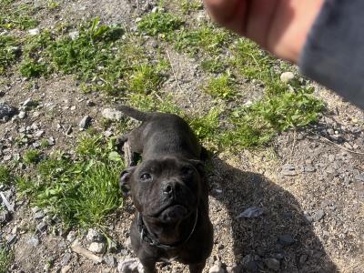 Staffordshire bull terrier