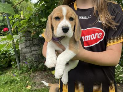 Purebred female Chunky Beagle puppies in Roscommon