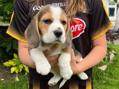 Purebred female Chunky Beagle puppies in Roscommon