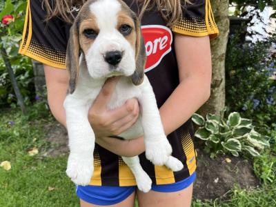 Purebred female Chunky Beagle puppies in Roscommon