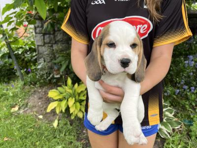 Purebred female Chunky Beagle puppies in Roscommon