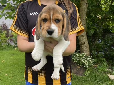 Purebred female Chunky Beagle puppies in Roscommon