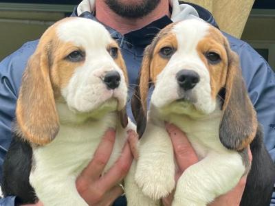 Purebred female Chunky Beagle puppies in Roscommon