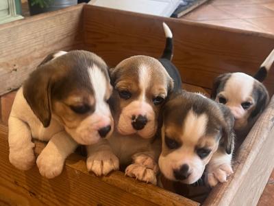 Purebred female Chunky Beagle puppies in Roscommon