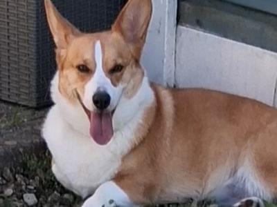 Tesla the male Jack Russell x Welsh Corgi Pembroke in Meath