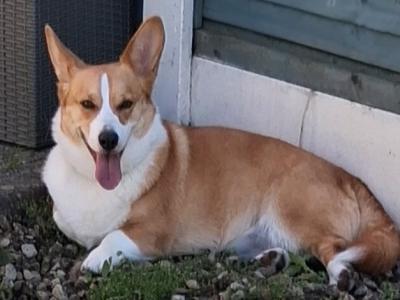 Tesla is a male Welsh Corgi Pembroke x Jack Russell dog in Meath