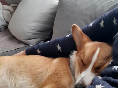 Tesla the male Jack Russell x Welsh Corgi Pembroke in Meath