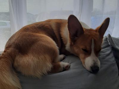 Tesla the male Jack Russell x Welsh Corgi Pembroke in Meath
