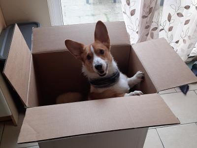 Tesla the male Jack Russell x Welsh Corgi Pembroke in Meath
