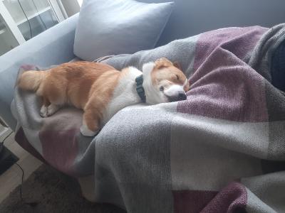 Tesla the male Jack Russell x Welsh Corgi Pembroke in Meath