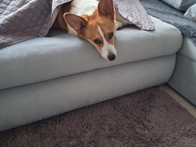 Tesla the male Jack Russell x Welsh Corgi Pembroke in Meath