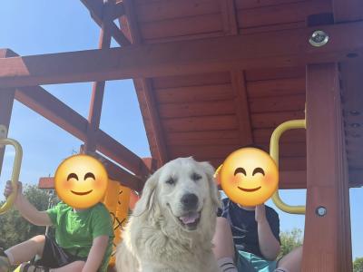 Golden Retriever puppies in Meath