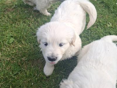 Golden Retriever puppies in Meath