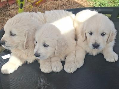 Golden Retriever puppies in Meath