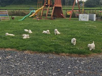 Golden Retriever puppies in Meath