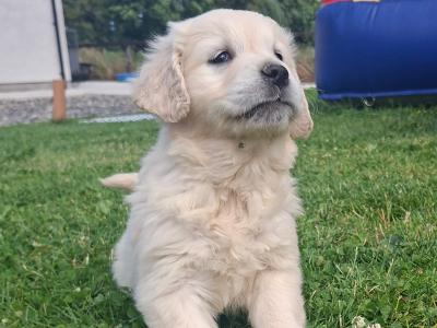 Golden Retriever puppies in Meath