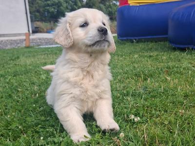Golden Retriever puppies in Meath