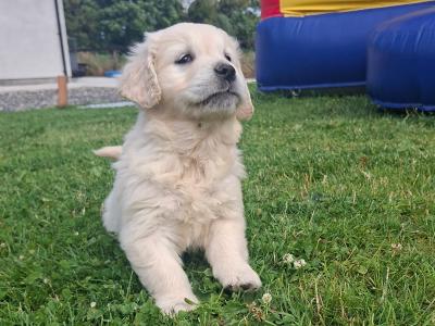Golden Retriever puppies in Meath