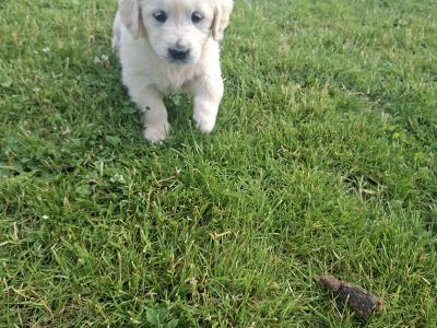 Golden Retriever puppies in Meath