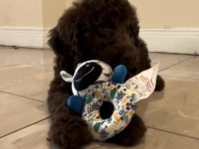 ☘️☘️ Sproodle puppies ☘️☘️ (Springer Spaniel x Goldendoodle) in Wexford