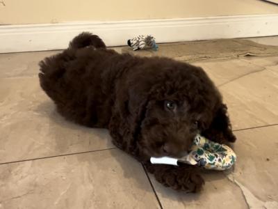 ☘️☘️ Sproodle puppies ☘️☘️ (Springer Spaniel x Goldendoodle) in Wexford