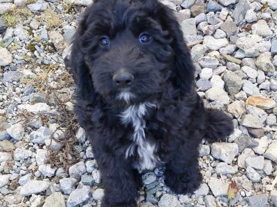 ☘️☘️ Sproodle puppies ☘️☘️ (Springer Spaniel x Goldendoodle) in Wexford
