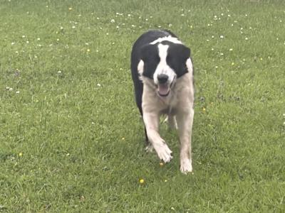 1 year old female Border Collie in Mayo