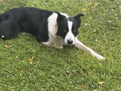1 year old female Border Collie in Mayo
