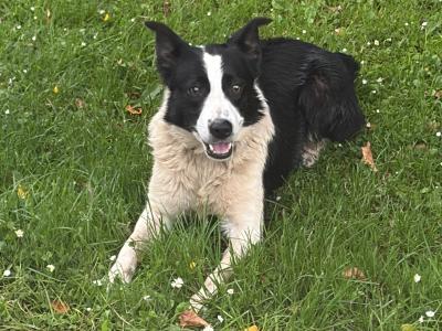 1 year old female Border Collie in Mayo