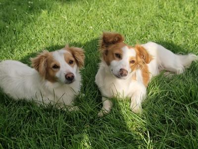 Jack Russell x Welsh Corgi Pembroke (all Jack Russell puppies sold) corgi cross still available
