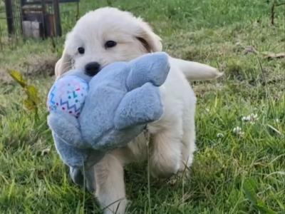 ️🐶 Goldendoodle puppies in Wexford 🐶❤️