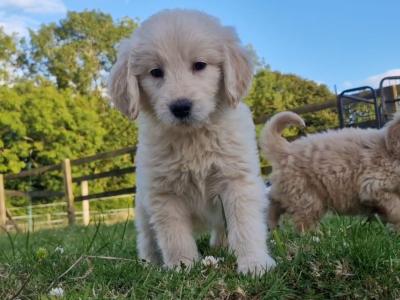 ️🐶 Goldendoodle puppies in Wexford 🐶❤️