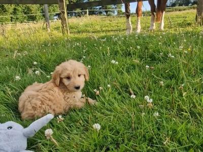 ️🐶 Goldendoodle puppies in Wexford 🐶❤️