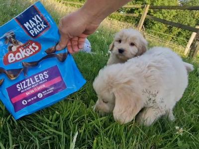 ️🐶 Goldendoodle puppies in Wexford 🐶❤️