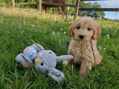 ️🐶 Goldendoodle puppies in Wexford 🐶❤️
