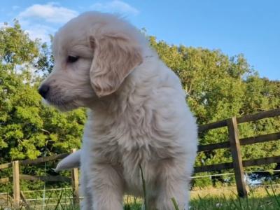 ️🐶 Goldendoodle puppies in Wexford 🐶❤️