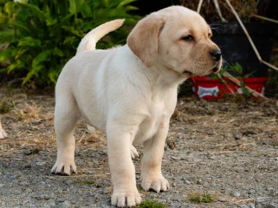 Labrador puppies for sale in Wexford