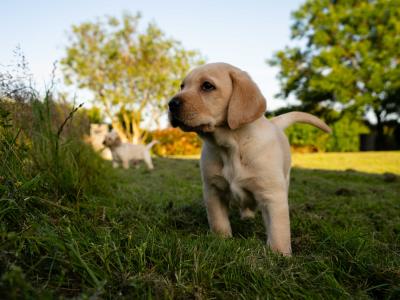 Labrador puppies for sale in Wexford