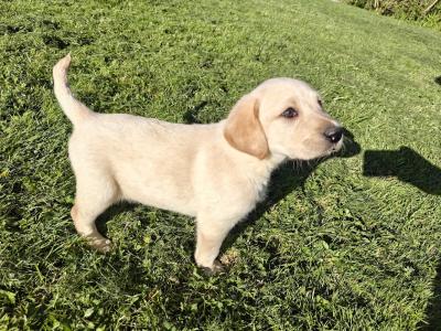 Labrador puppies for sale in Wexford