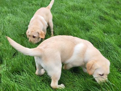Labrador puppies for sale in Wexford